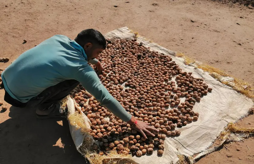 COVID-19 Pandemic: Walnut, Anardaana Growers In Jammu's Udhampur Suffer Owing To Lack Of Contact With Buyers   