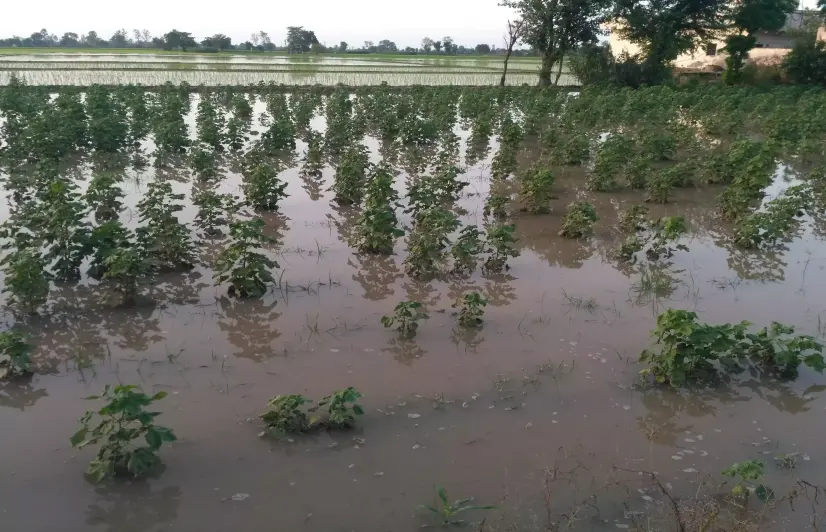 Pesticides overkill in Punjab killing friendly insects that control pest attacks