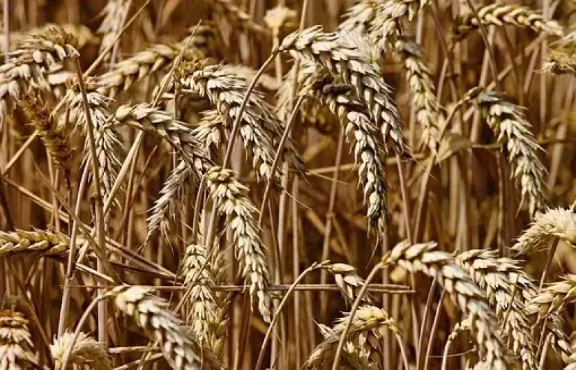Wheat-producing states in trouble amid COVID-19 pandemic