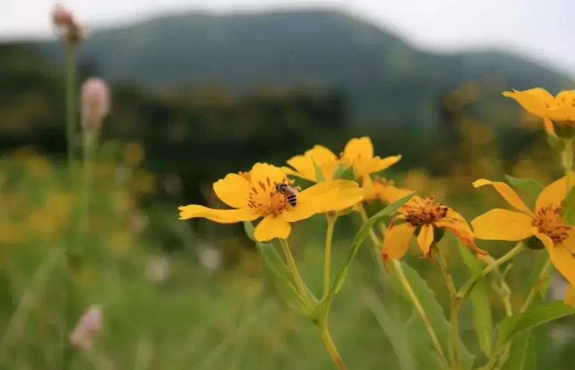 Insects, bees thrive during lockdown, increase pollination