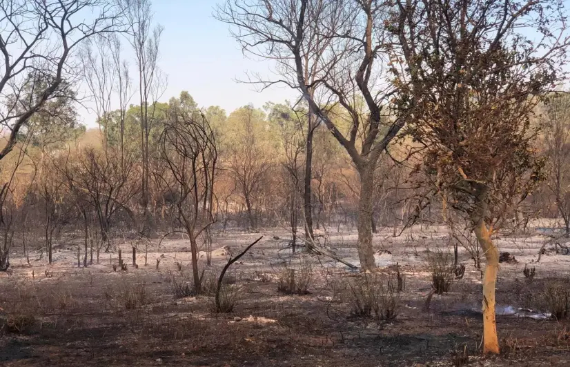 As Bandipur forest blaze finally dies down, activists question missing 'fire lines' and vacant posts