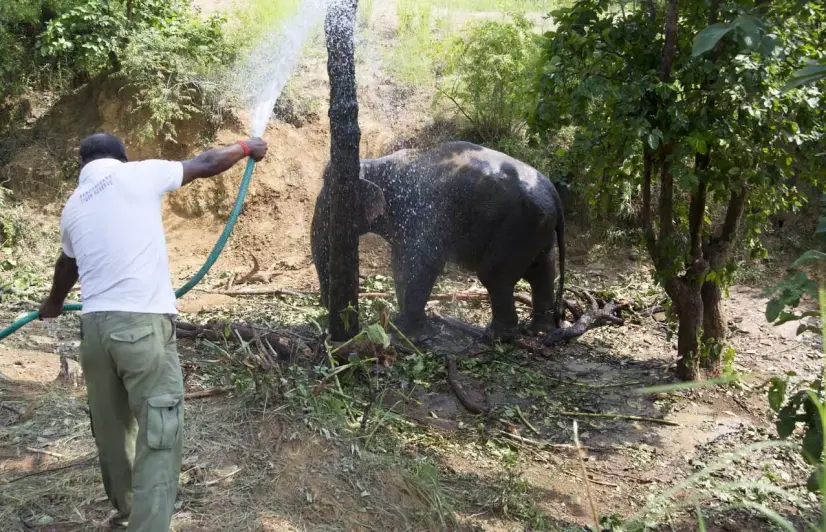 Elephant herd migrated from Chhattisgarh posing threat of man-animal conflict in Madhya Pradesh 