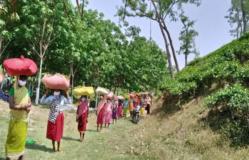 Assam's small tea growers face the severe impact of coronavirus