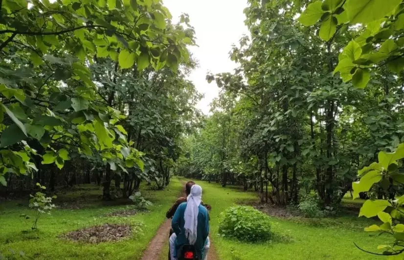 Over 20 years, these two villages in MP managed to create lush woods on barren land 