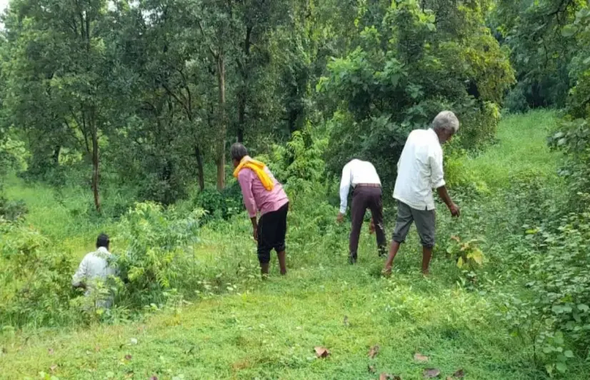 Guardians of the forest: MP village’s legacy of collective action keeps forest fires at bay