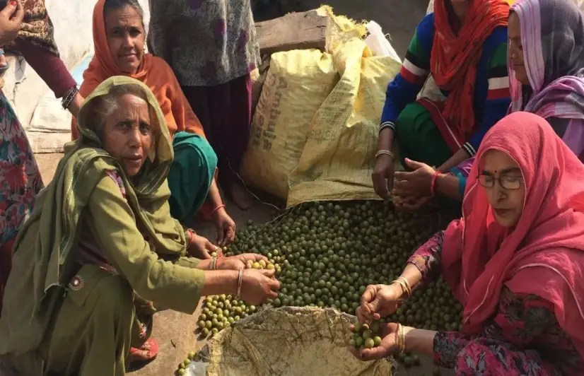 Women in Punjab make living from their backyard forest, also conserve it