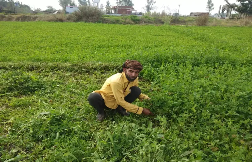 For first time, this border village in Jammu is harvesting crops without fear and bombings 