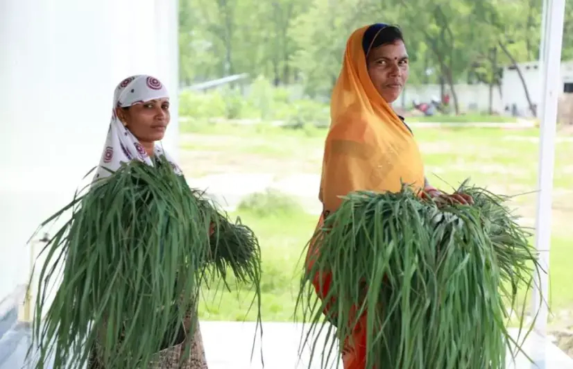 Farmers in paddy-dependent Chhattisgarh wake up and smell the lemongrass