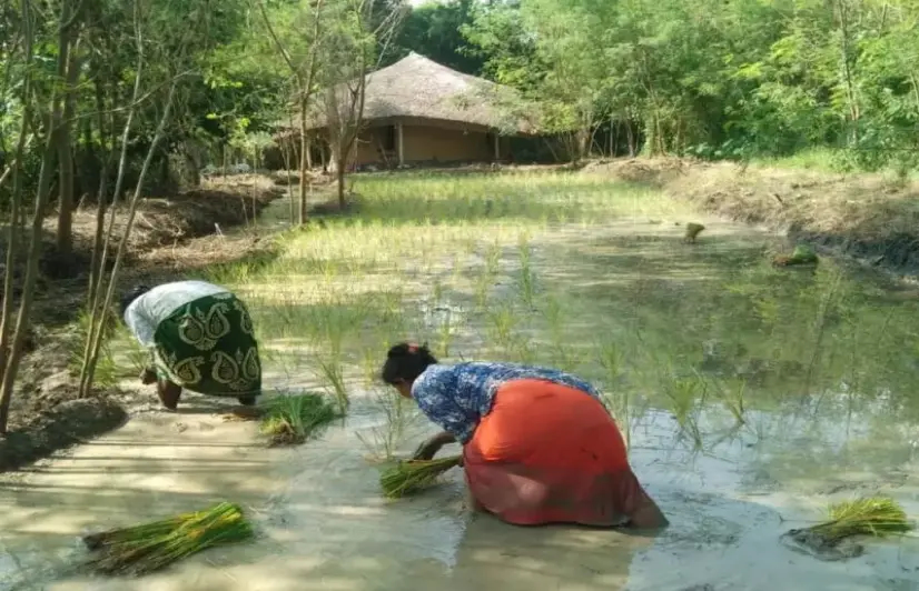 Santals of Bengal go back to their roots, champion agriculture that nurture ecosystems