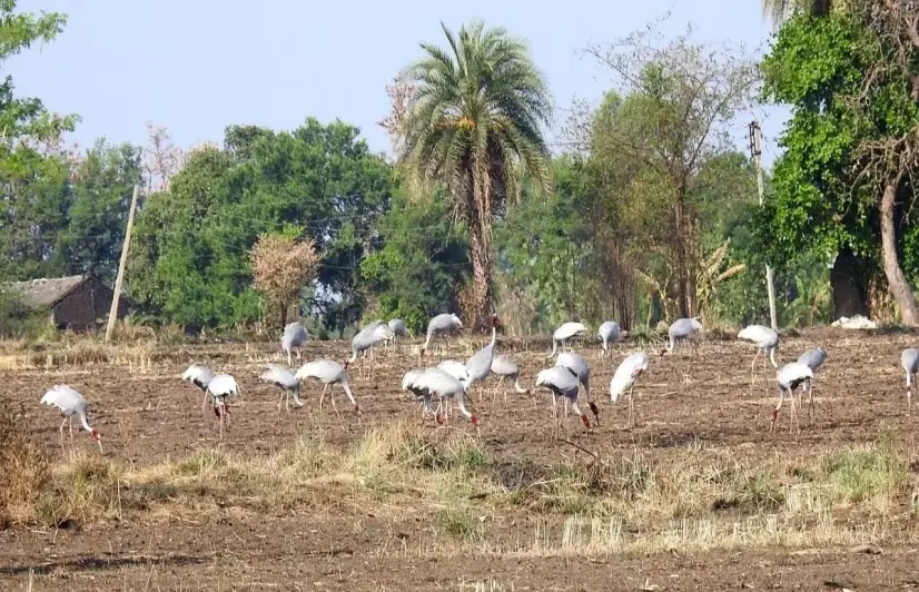 Sarus crane population in Bhoj on the rise due to community effort 