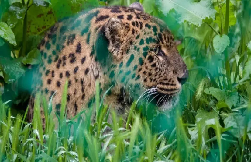 In rural Kashmir, leopard attacks are on the rise and farmers fear venturing into apple orchards