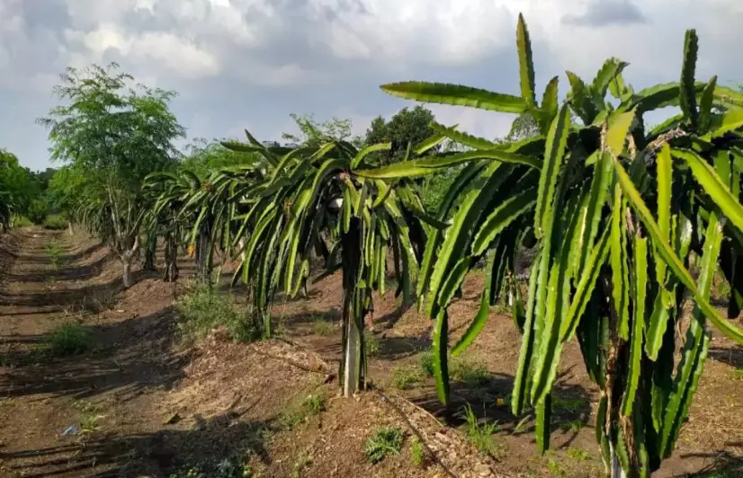 Tangy dragon fruit tickles the taste buds of Maharashtra farmers