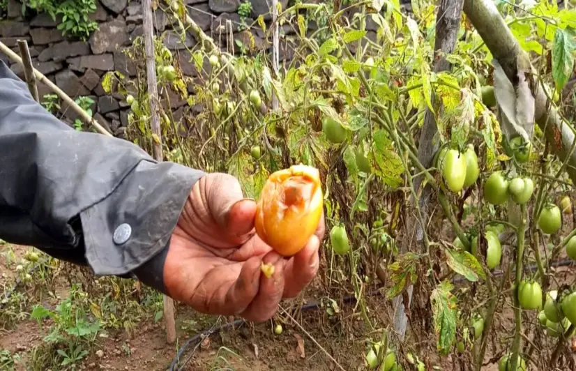 Wet famine, new diseases give sleepless nights to farmers of Gogalwadi