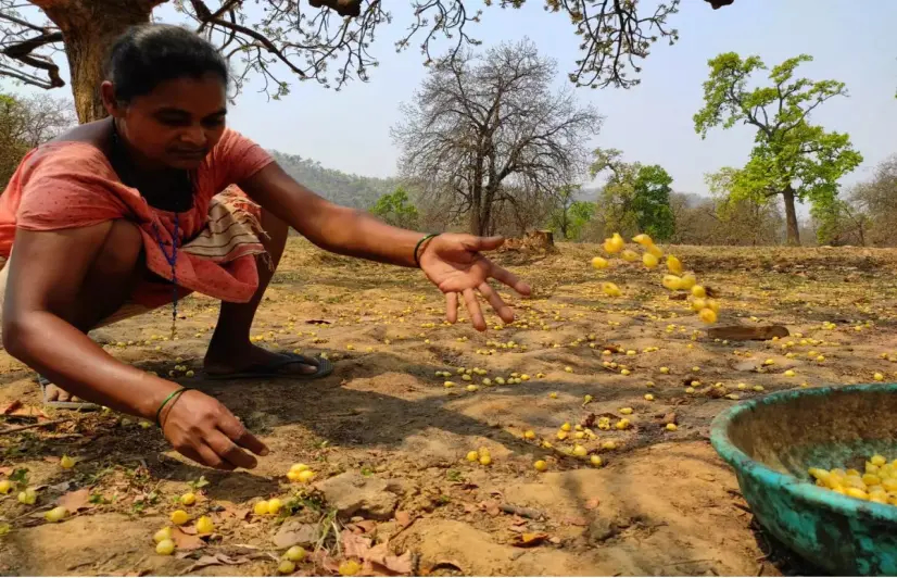 Odisha’s Women ‘Mahua’ Flower Collectors In A State Of Gloom