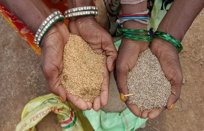 Minor millets improve soil health, bring major gains for farmers in Khandwa