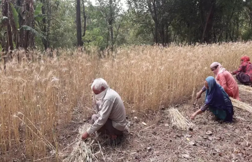 The unlikely victims of the war in Ukraine — apple and wheat crops of Himachal Pradesh