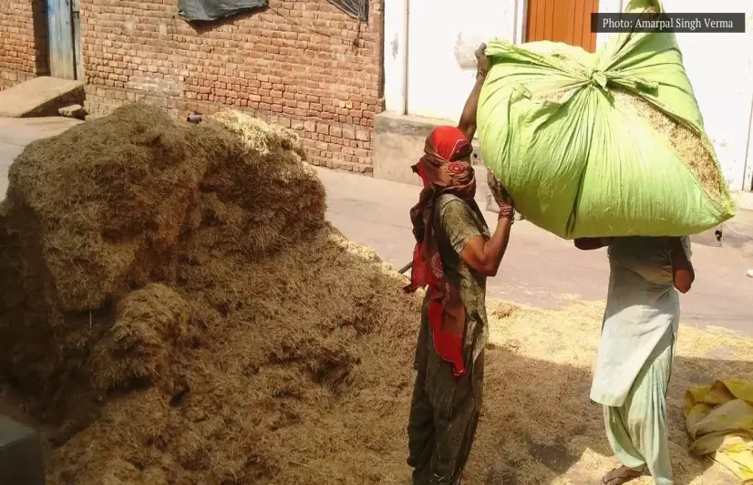 Heat waves, preference for mustard over wheat trigger acute fodder crisis in Rajasthan