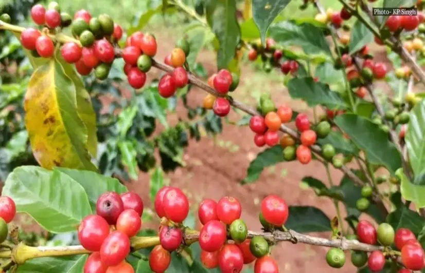 Bastar catches up with coffee cultivation — though with drawbacks