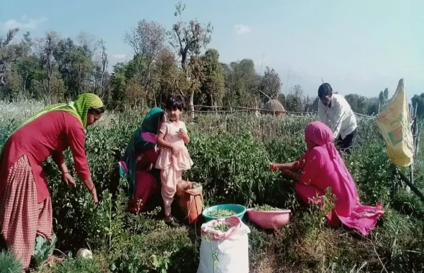 Tradition kuhl irrigation technique boosts Kangra farmers’ produce and profits