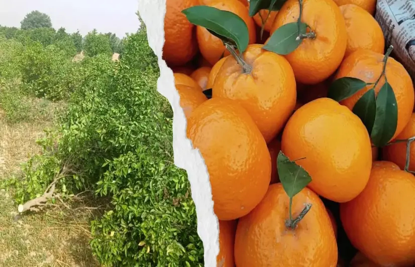 Harrowed farmers in Rajasthan bid adieu to kinnow, uproot their orchards in bulk