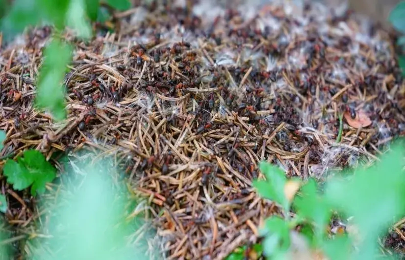 Remarkable 'ant cities' in Rajasthan provide lessons in environmental protection