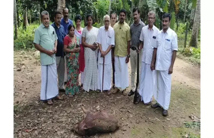 Do wild boar in Kerala get to live? Panchayats get the power to decide