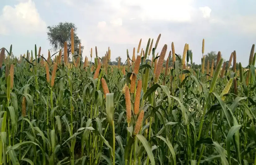Rajasthan’s millet farmers await the MSP dream