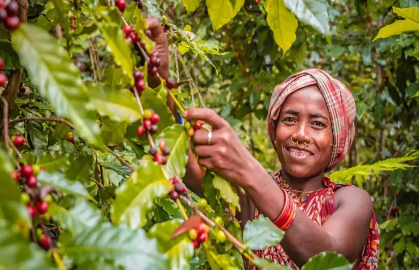 Koraput's caffeine fix: Coffee cultivation mitigates distressed migration among Odisha's tribals