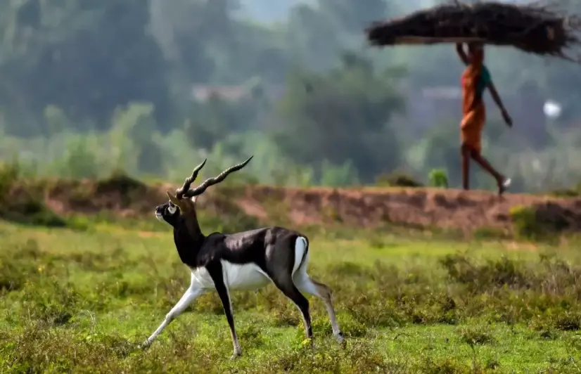 Ganjam, Odisha: What does it take to be friends with the Indian antelope? 