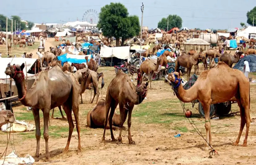 Rajasthan cattle farmers take a hit as lumpy skin disease rears its ugly head