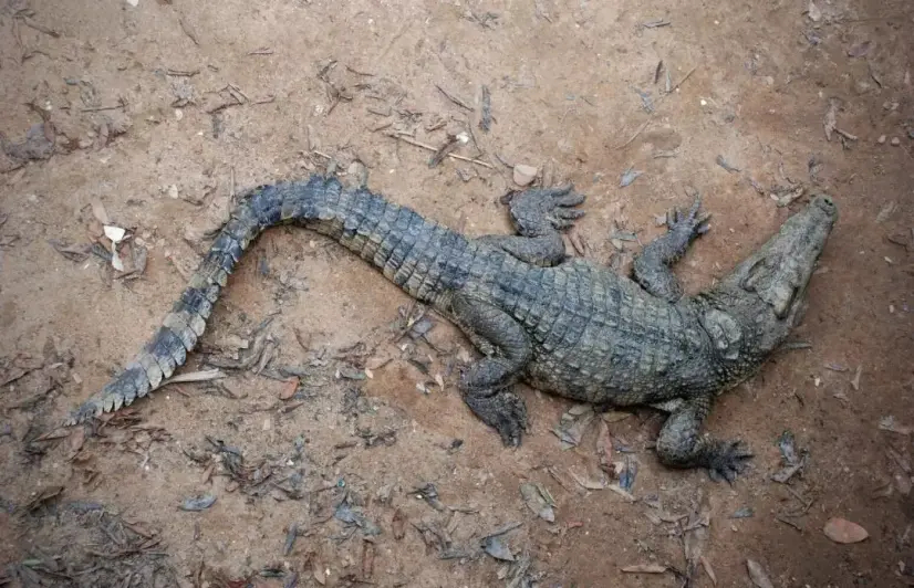 After success with mynahs, Kanger Valley ropes in tribal youth to save its Marsh crocodiles