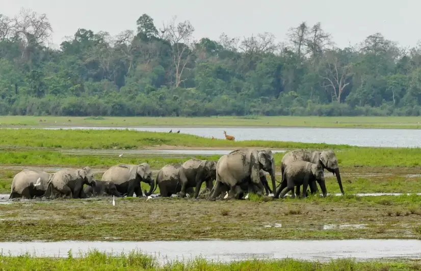 The Return of the Native Part 2: ‘Miracle’ in the forest pays rich dividends for Udalguri