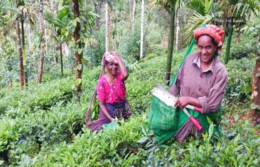 Tea growers, labourers pick up the pieces after rain havoc in Tamil Nadu