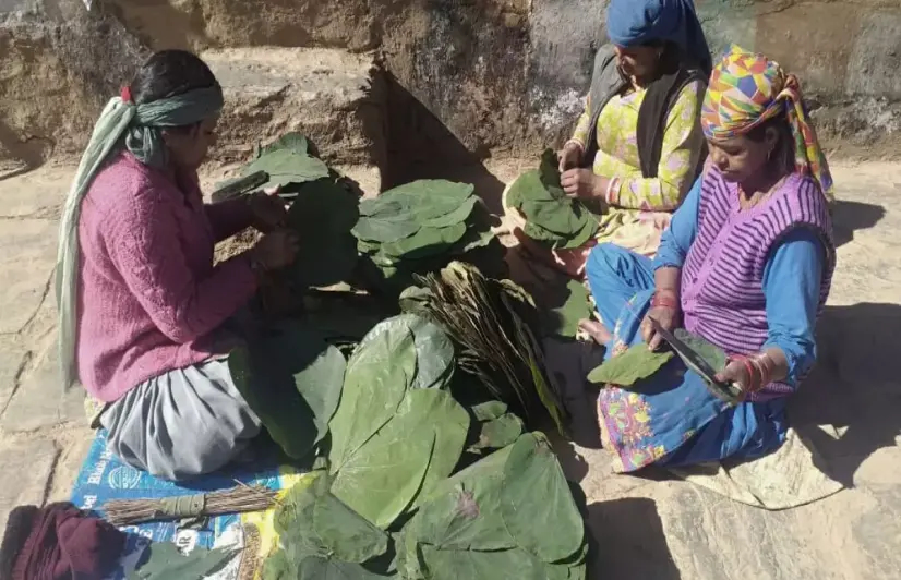 Village communities in Himachal turn a leaf into their source of income, tend the climber in return