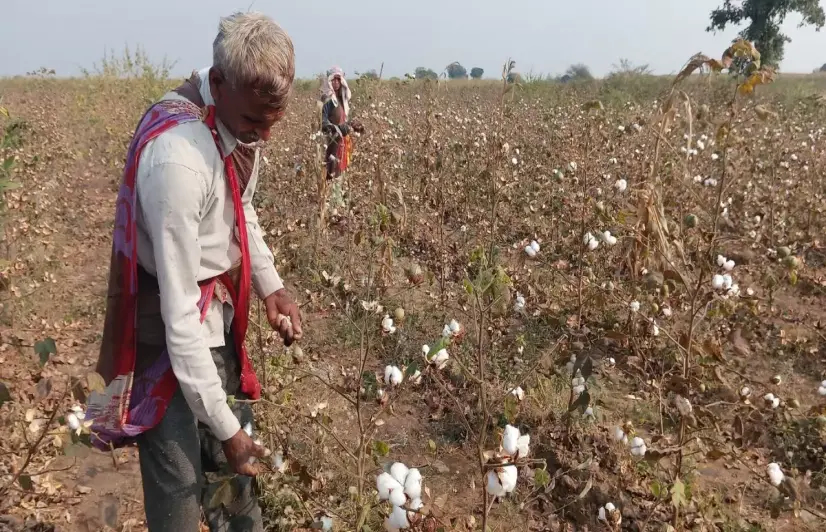 New Bt cotton hybrid to boost yield