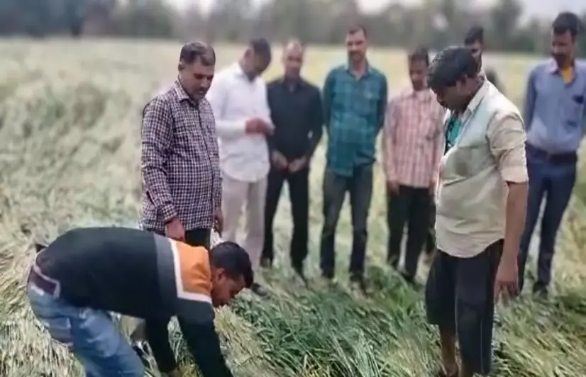 First heat, then hailstorm: Madhya Pradesh farmers set for another round of compensation battle