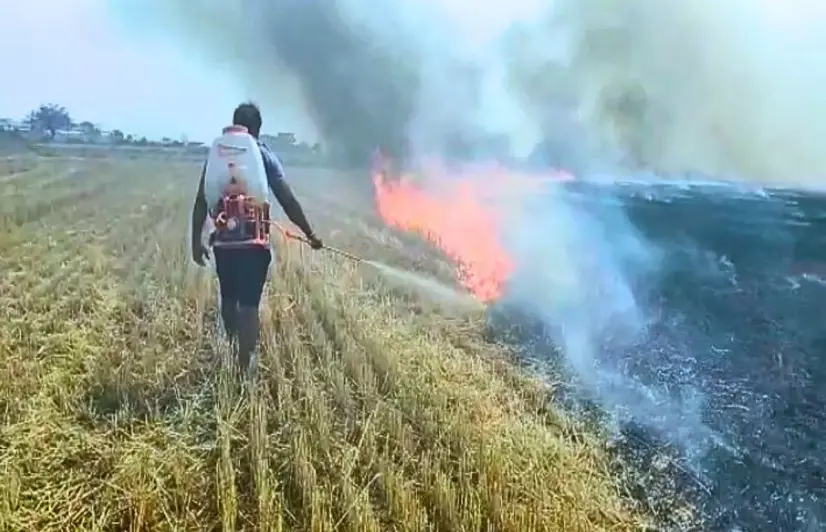 Lesson learnt, Madhya Pradesh village shuns stubble burning
