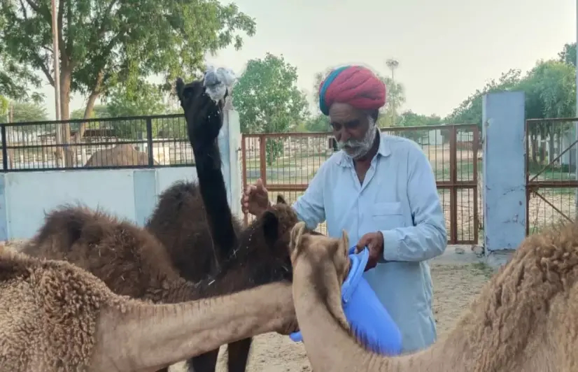 Milk or craftwork, only remunerative pricing can save Rajasthan’s camels, herders