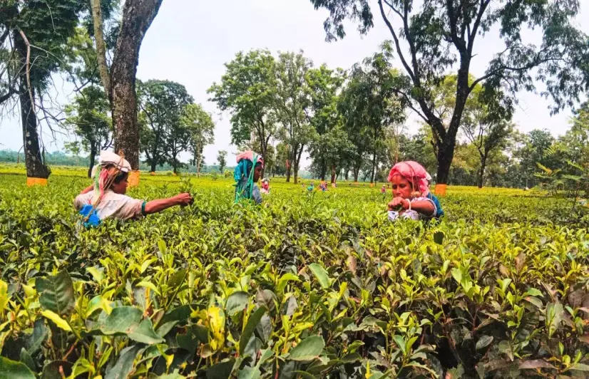 No work, PF or gratuity for tea workers of North Bengal as plantations close, managements flout rules