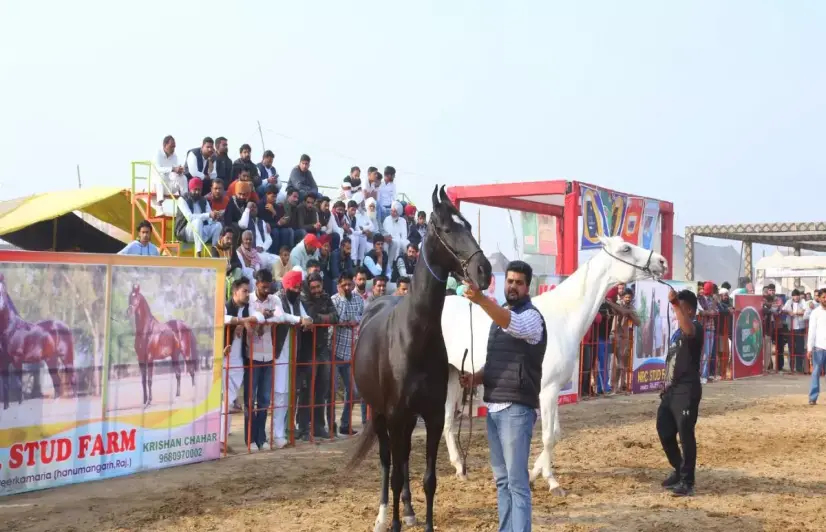 Farmers in Rajasthan unlock horse power, earn in lakhs every year