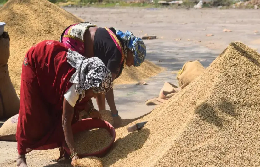 Windfall for farmers as Chhattisgarh’s paddy politics paves way for increased production, higher returns