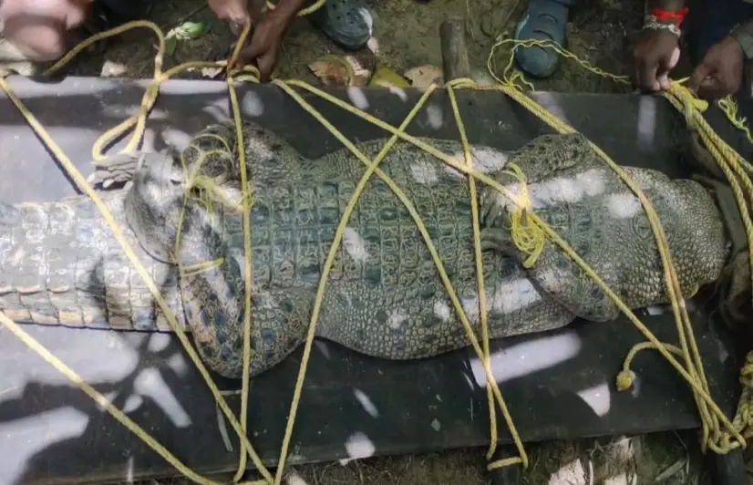 In this Andaman district, crocodiles crawl out after the floods