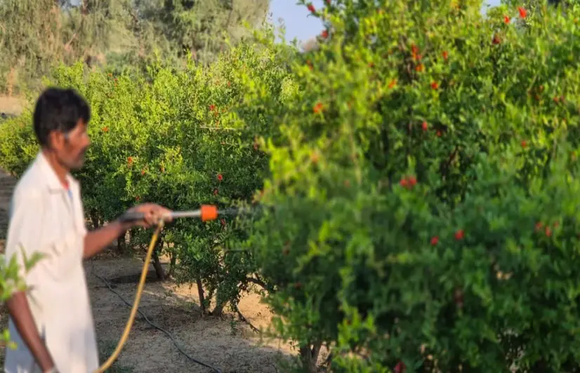 Under the disappearing shade of the khejri tree