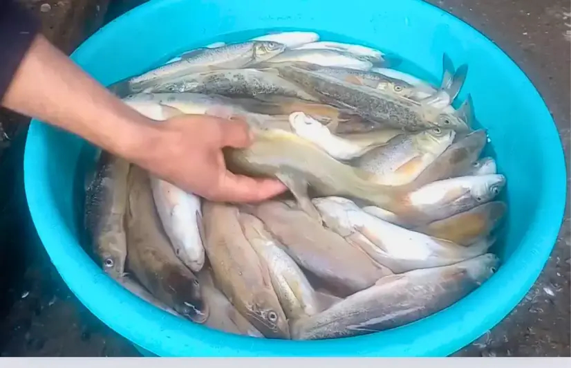In a corner of Kupwara, native fish disappear with the changing climate