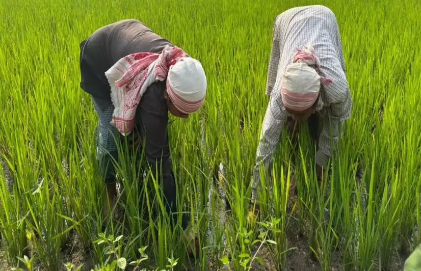 Sowing hope: How Majuli farmers are reinventing agricultural practices amid weather fury