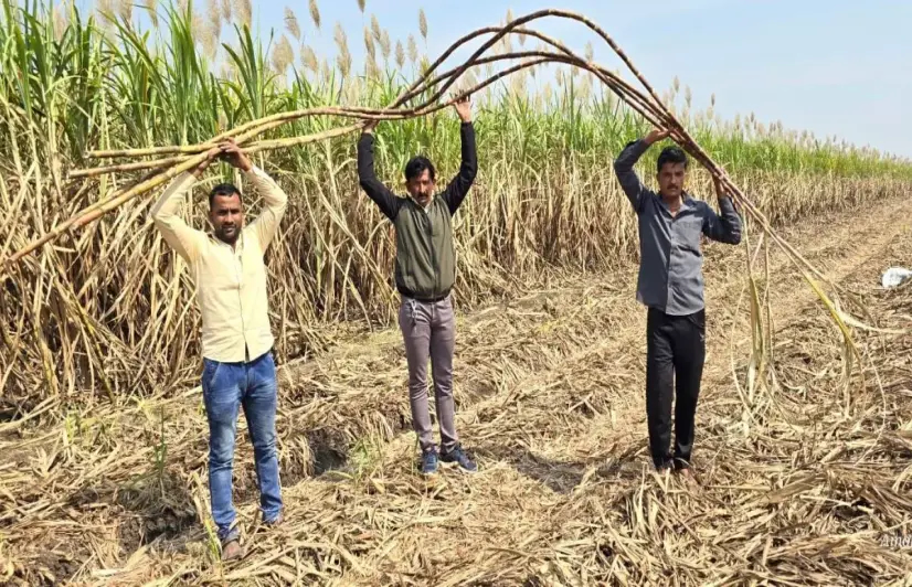 Maize ethanol shift squeezes sugar mills, cane farmers question falling payments