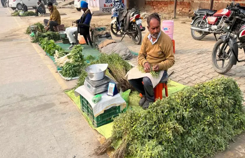 Why farmers in Rajasthan’s Hanumangarh are selling chickpeas before they ripen