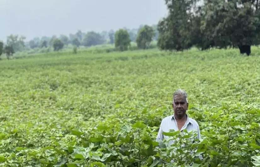 Climate shifts, changing pest patterns drive up costs for Maharashtra’s farmers