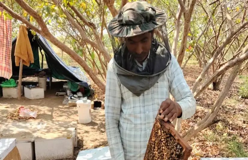 How climate change has hit Chambal's beekeepers and food systems