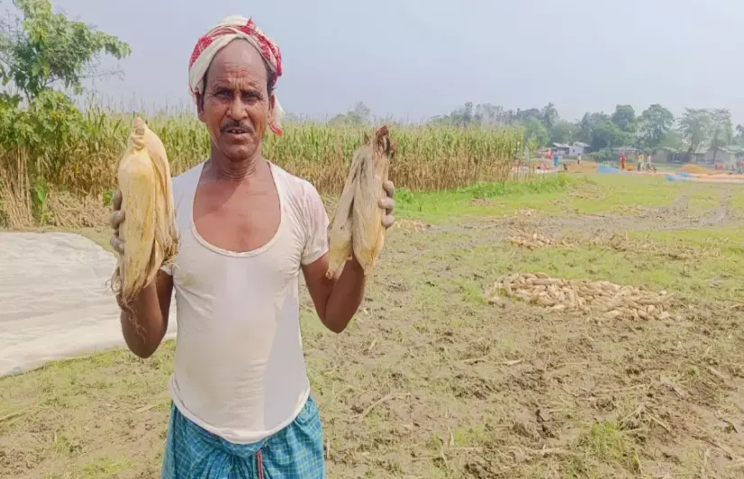 Double trouble: Assam’s maize farmers hit by pests and erratic weather